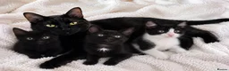 Mixed Breed cats for sale: Lovely 3-month-old mixed breed kittens - Advert 1