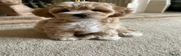 Maltipoo dogs for sale: DNA health tested maltipoo puppies  - Advert 11