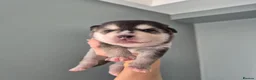 Pomsky dogs for sale: Pomsky puppies from Health tested parents - Advert 8