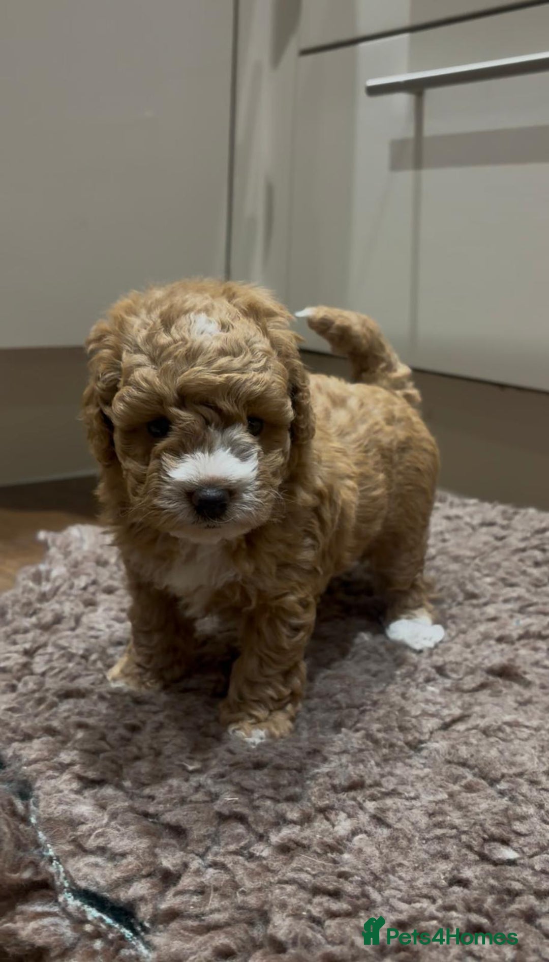 Maltipoo dogs for sale: Maltipoo F1B puppies  - Advert 6