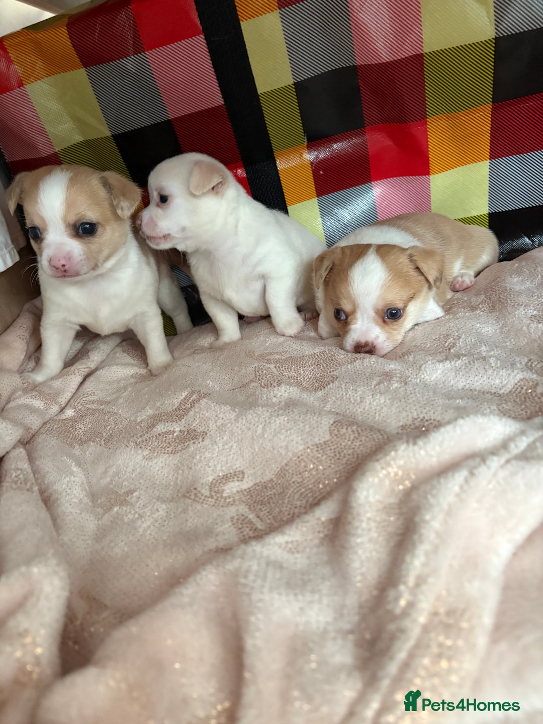 Chihuahua dogs for sale: Puppy’s  - Advert 4
