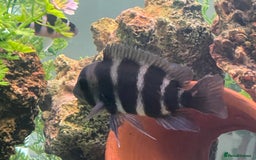 Cichlids fish for sale: Forntosa - Image 4