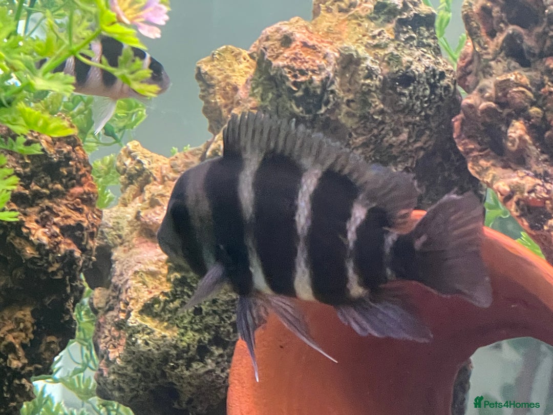 Cichlids fish for sale: Forntosa - Image 4