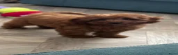 Cavapoo dogs for sale: Merlesque F1b trained puppies - Advert 7