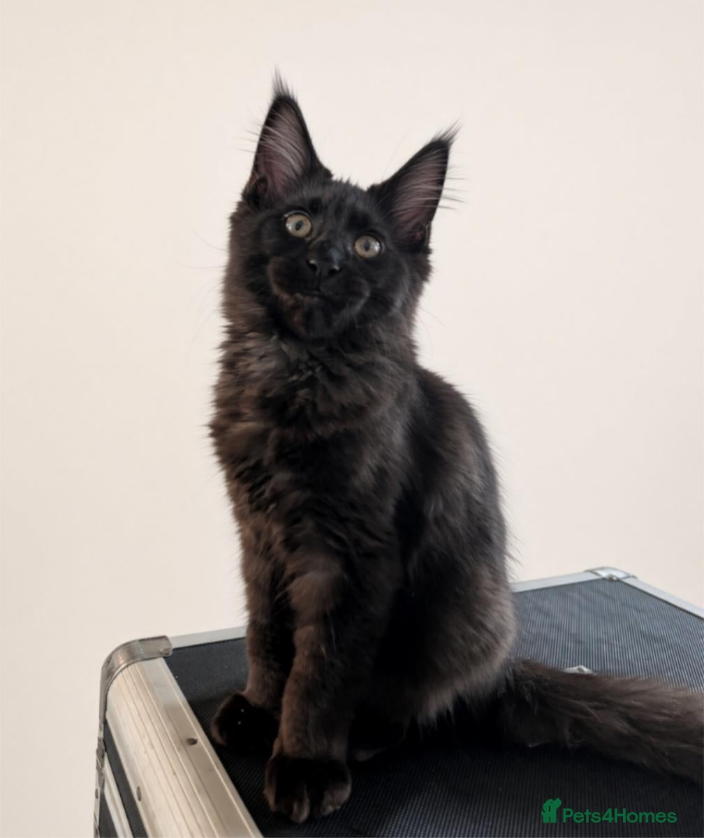 Maine Coon cats Tica registered mainecoons  - Advert 2