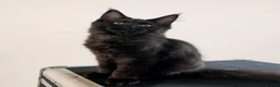 Maine Coon cats for sale: 🌟Tica registered mainecoons champion lines! 🌟 - Advert 18