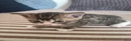 Mixed Breed cats for sale: Adorable and Playfull Kittens  - Advert 4