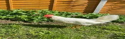 Chickens poultry for sale: 2 White Leghorn Cockerels For Sale - Advert 7