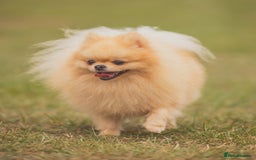 Pomeranian dogs for stud: Prince George Bridgeton 👑 - Image 3