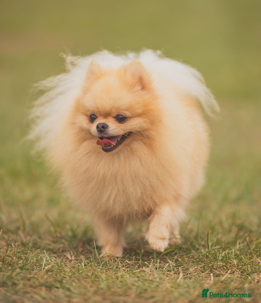 Pomeranian dogs for stud: Prince George Bridgeton 👑 - Image 3