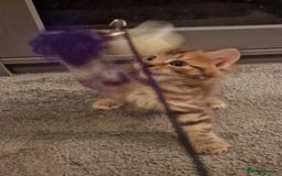 Maine Coon cats for sale: Maine Coon kittens - Image 13