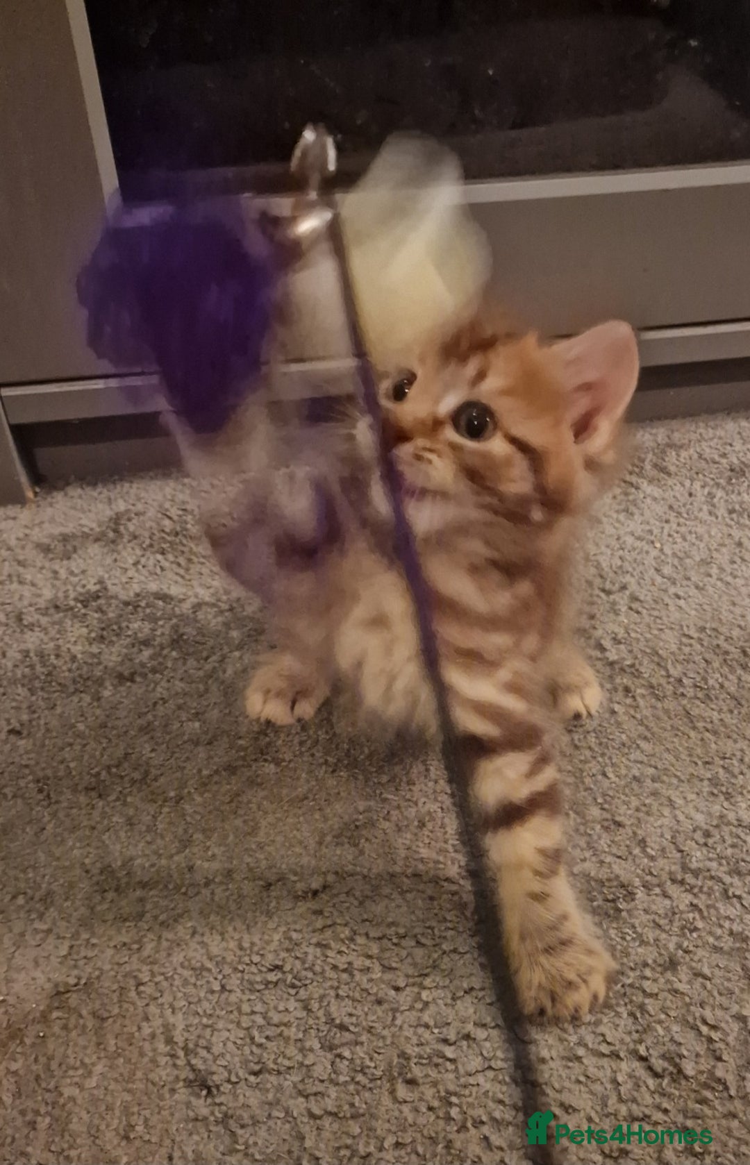 Maine Coon cats for sale: Maine Coon kittens - Image 13