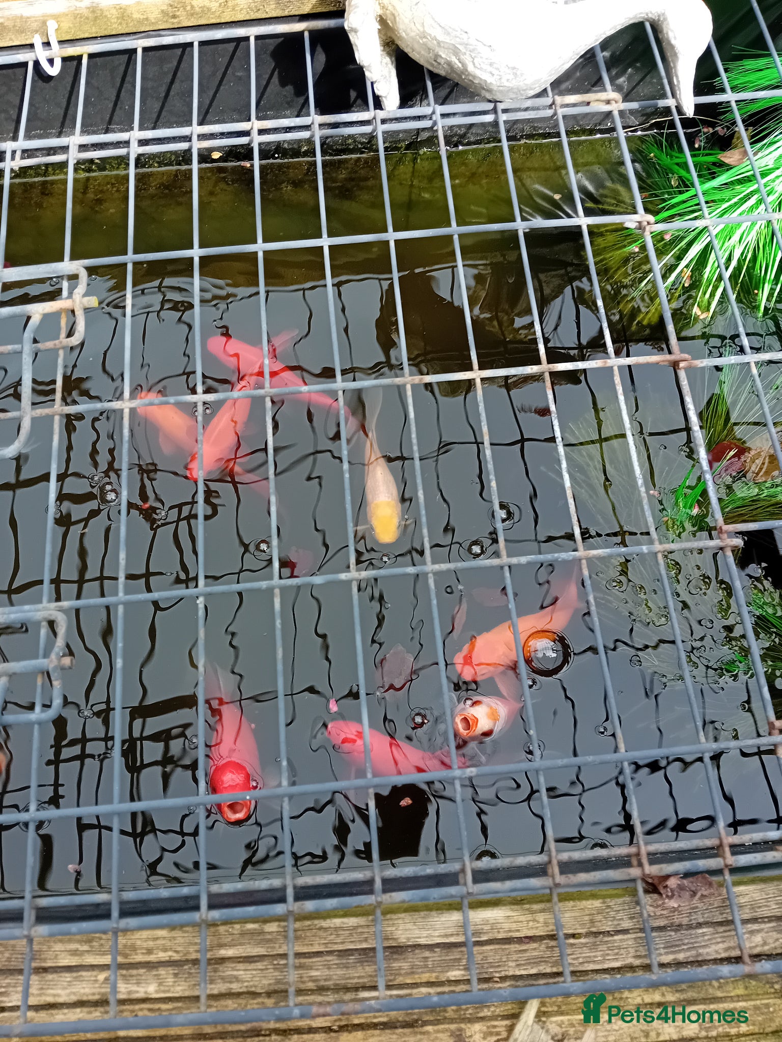 Pond Fish fish Goldfish - Advert 1