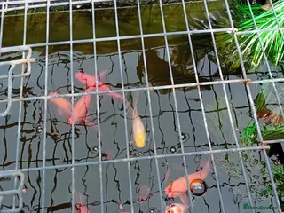 Pond Fish fish Goldfish - Advert 1