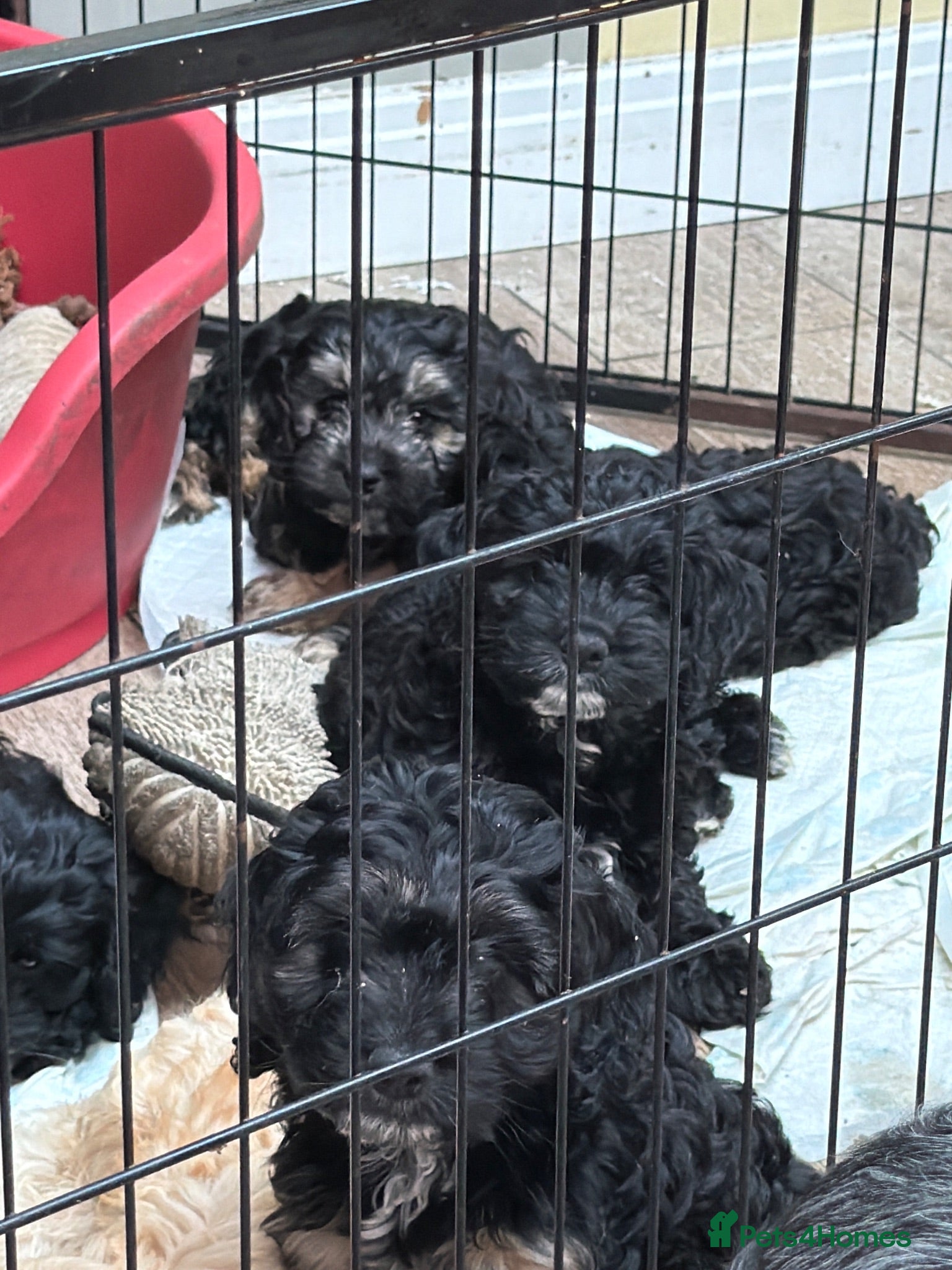 Cockapoo dogs F1 Cockerpoos  - Advert 2