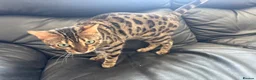 Bengal cats for stud: Looking for stud  - Advert 2