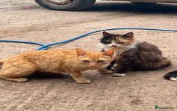 Mixed Breed cats for sale: Ginger farm kittens for sale  - Image 2