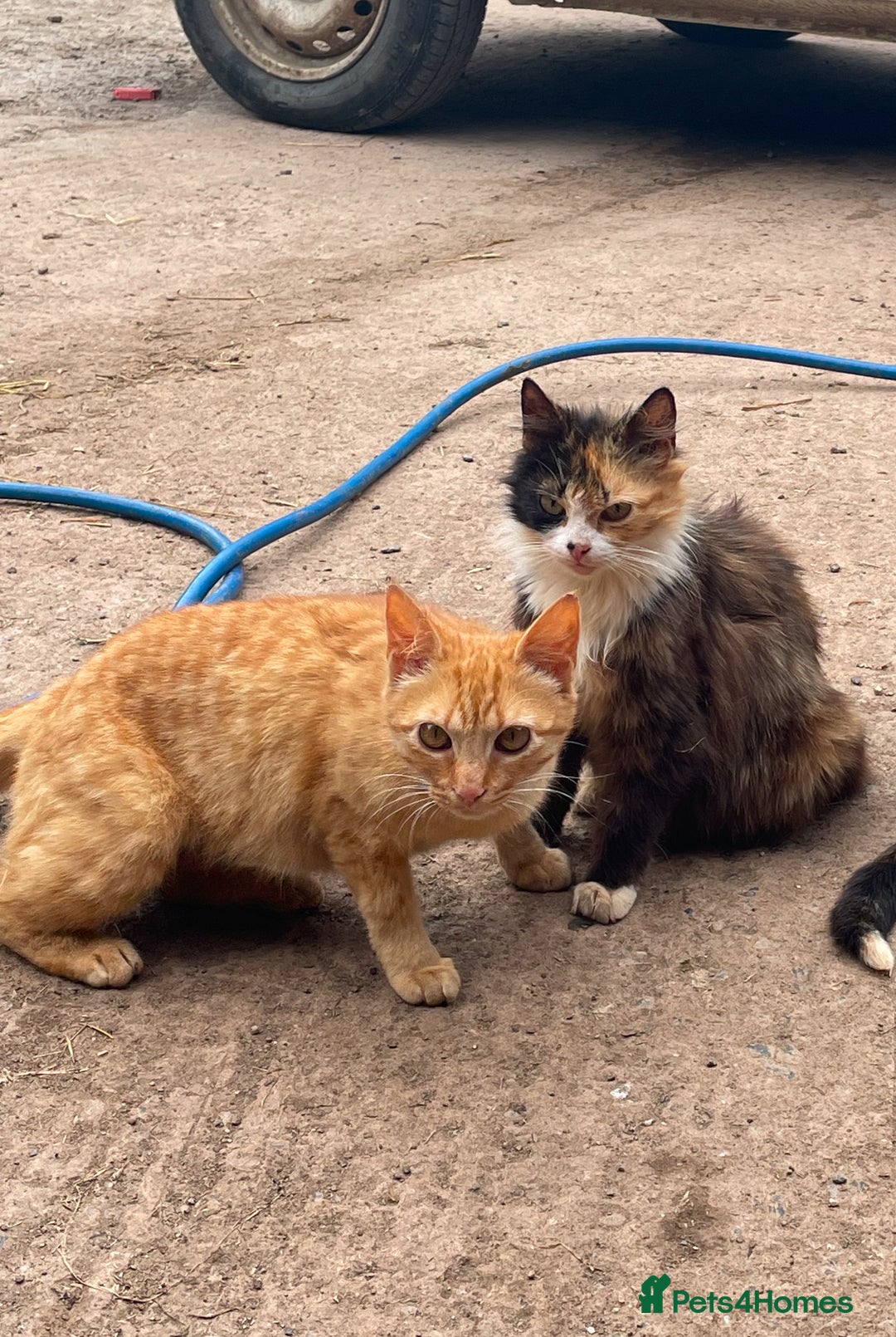 Mixed Breed cats for sale: Ginger farm kittens for sale  - Image 2