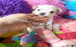 Maltese dogs for sale: Tiny KC Reg. Korean Line Maltese- by Emperatrice - Image 5