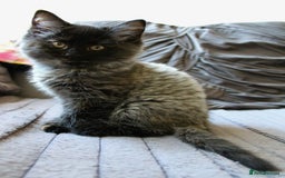 Norwegian Forest Cat cats for sale: Smoke Tortie Female, Possible Norwegian Forest - Advert 3