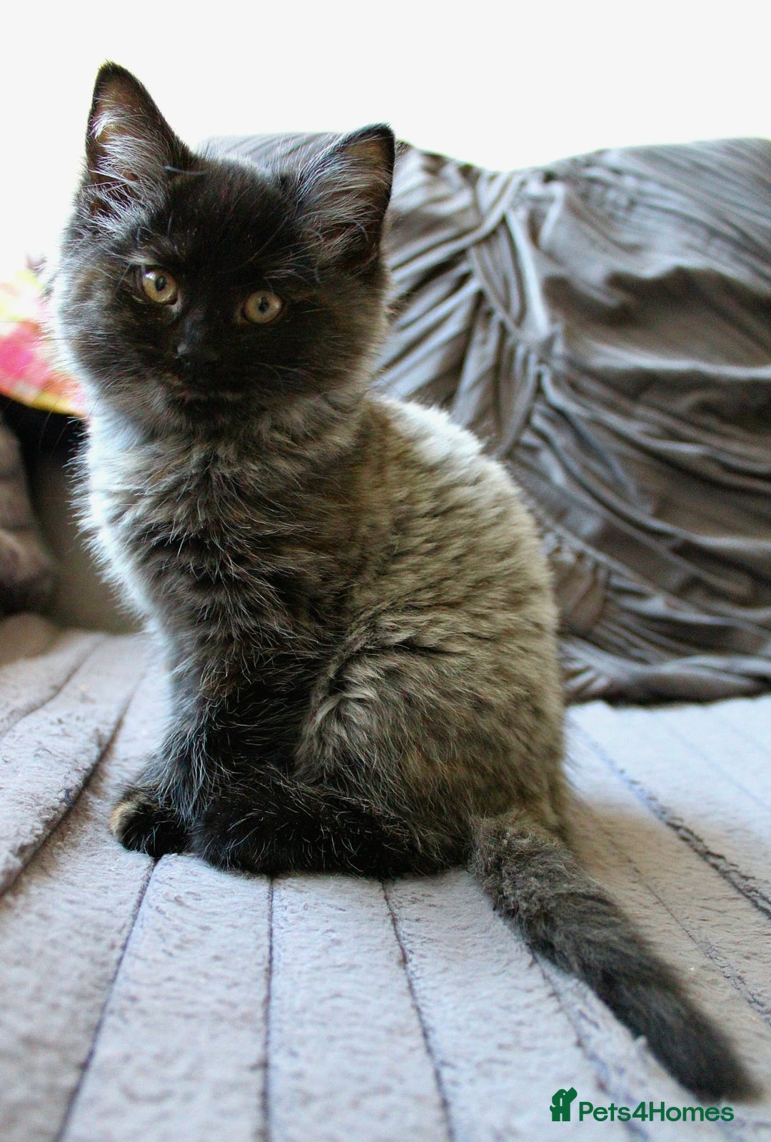 Norwegian Forest Cat cats for sale: Smoke Tortie Female, Possible Norwegian Forest - Advert 3