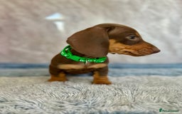 Miniature Dachshund dogs for sale: Miniature dachshund puppies  - Image 27