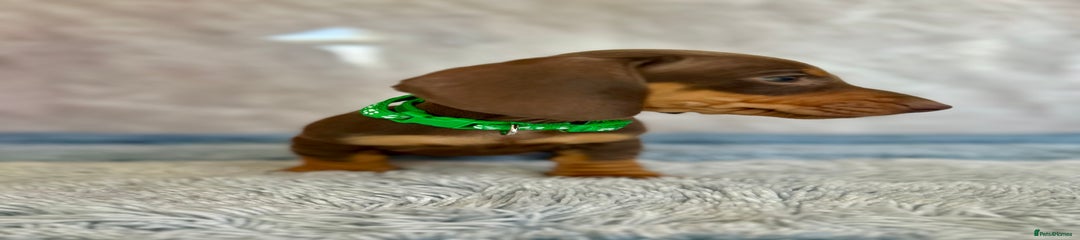 Miniature Dachshund Puppy 5