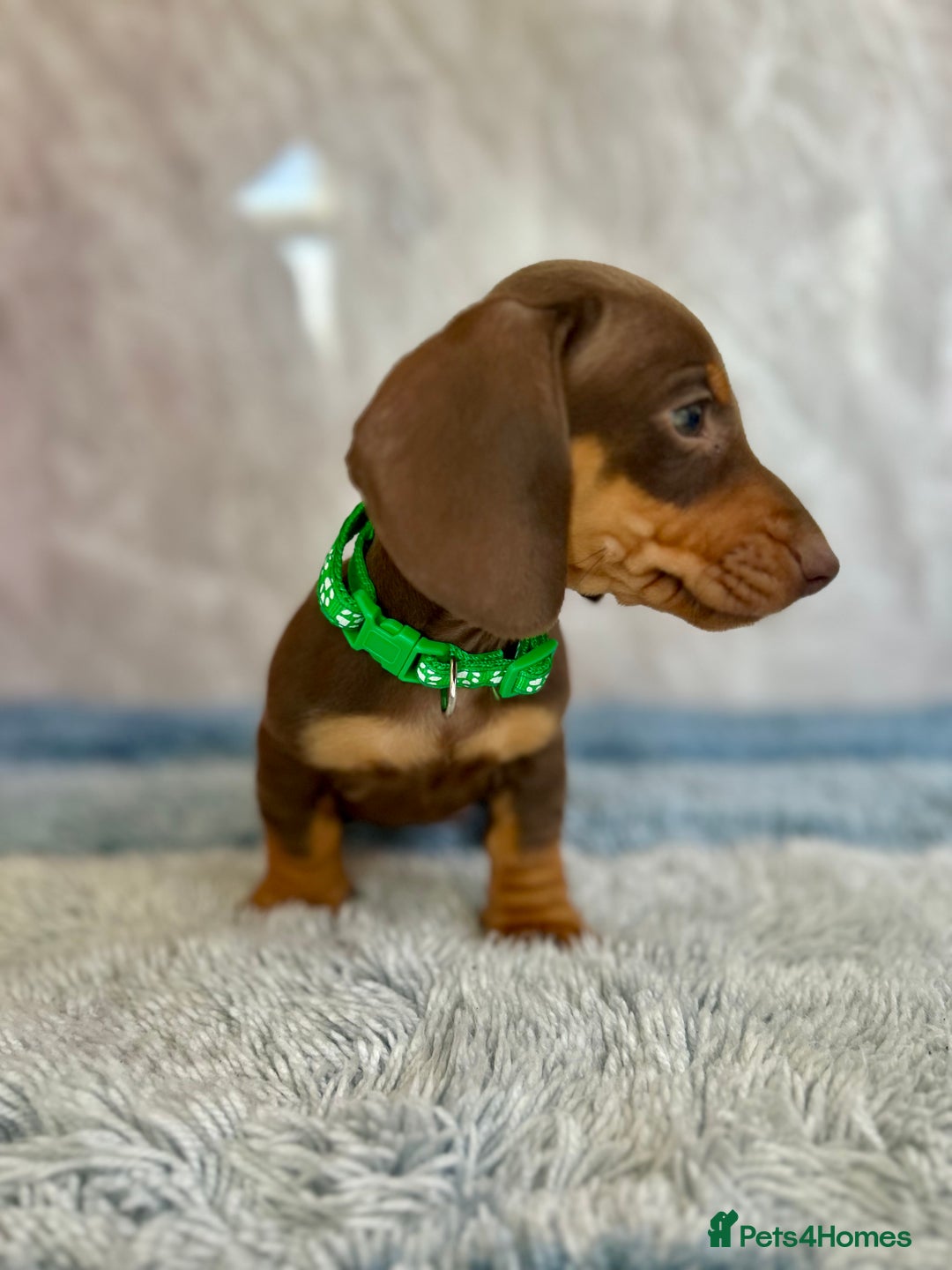 Miniature Dachshund dogs for sale: Miniature dachshund puppies  - Image 27
