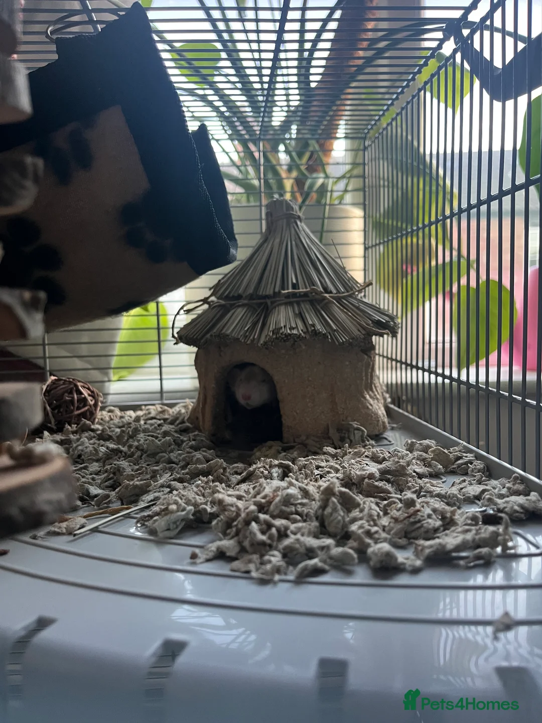 Rat rodents for sale: 2 Dumbo rats - Advert 5