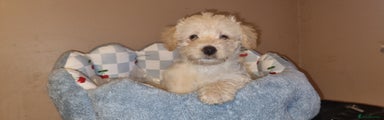 Westiepoo Puppy 1