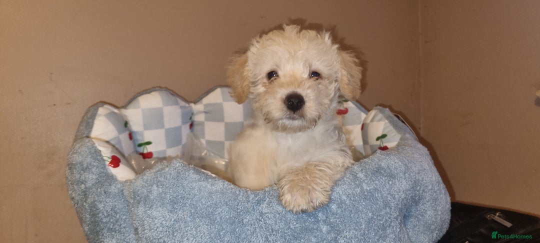 Westiepoo dogs for sale: WESTIEPOOS MAGiCAL X's SUPER SMOOTH SILKY n SOFT - Advert 21