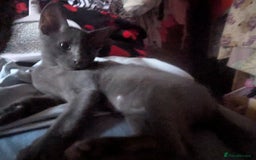 Mixed Breed cats for sale: Adorable short haired kittens - Image 6