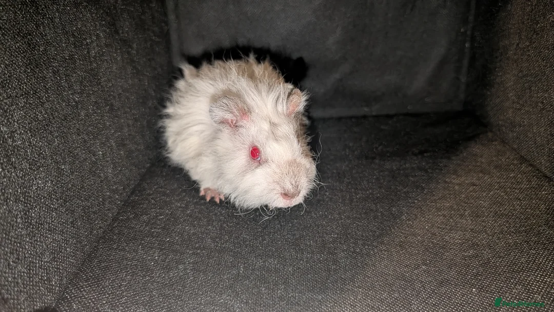 Guinea Pig rodents for sale: 3x Lunkarya Guinea Pigs - Advert 5