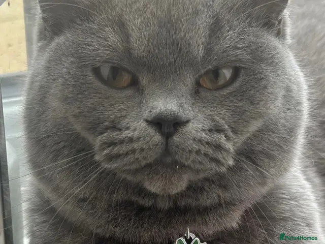 British Shorthair cats British Shorthair Kittens - Advert 13