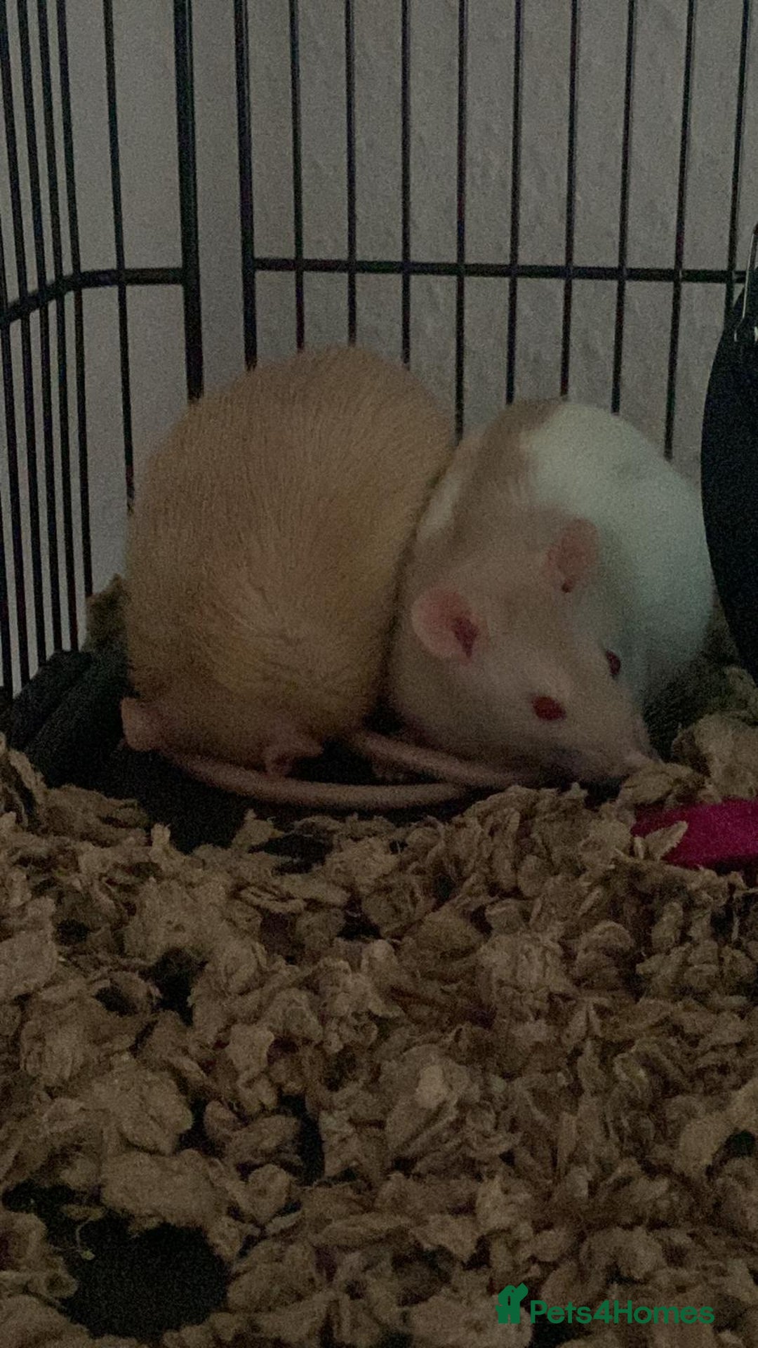 Rat rodents for sale: 2 Beige & White Boy Rats - Advert 3