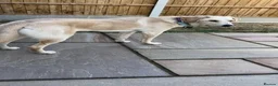 Mixed Breed dogs for adoption: Meet Dolly, currently residing in Warwickshire  in Rugby - Advert 8