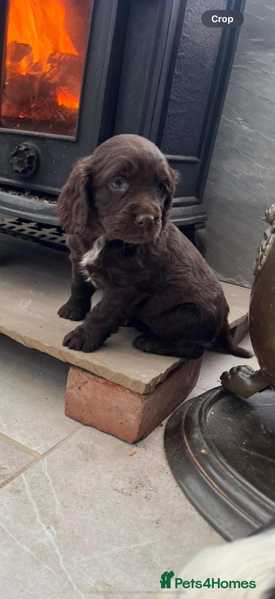 Cocker Spaniel dogs for sale: 2 cocker spaniel bitches - Advert 7