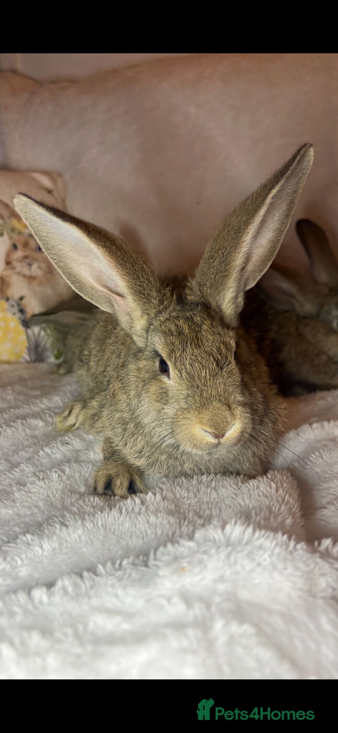 Continental Giant rabbits for sale: Beautiful continental giant baby rabbits ready  - Advert 3