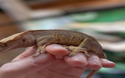 Gecko reptiles for sale: Stunning Red/Pink Harlequin Female Crested Gecko - Image 4