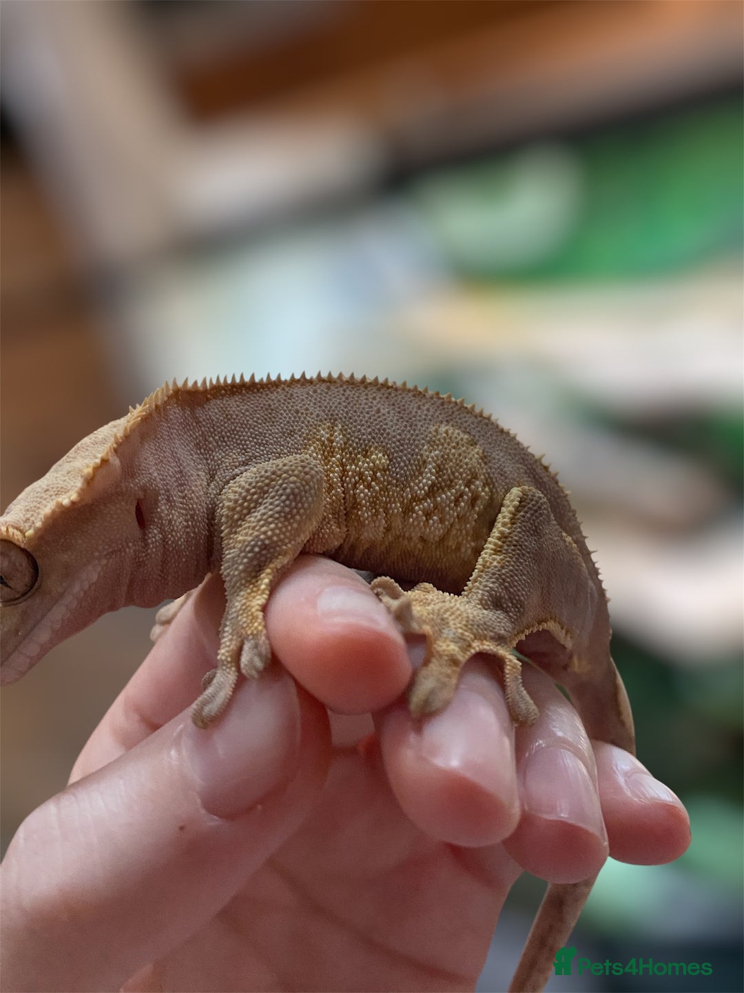 Gecko reptiles for sale: Stunning Red/Pink Harlequin Female Crested Gecko - Image 4