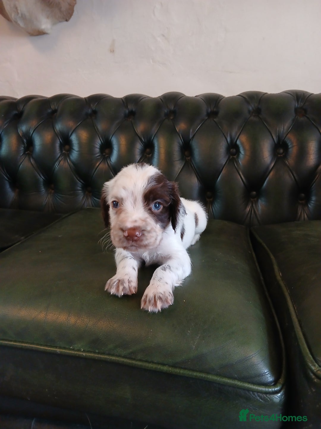 English Springer Spaniel dogs for sale: Kc Reg English Springer spaniel boys in Dorchester - Image 26