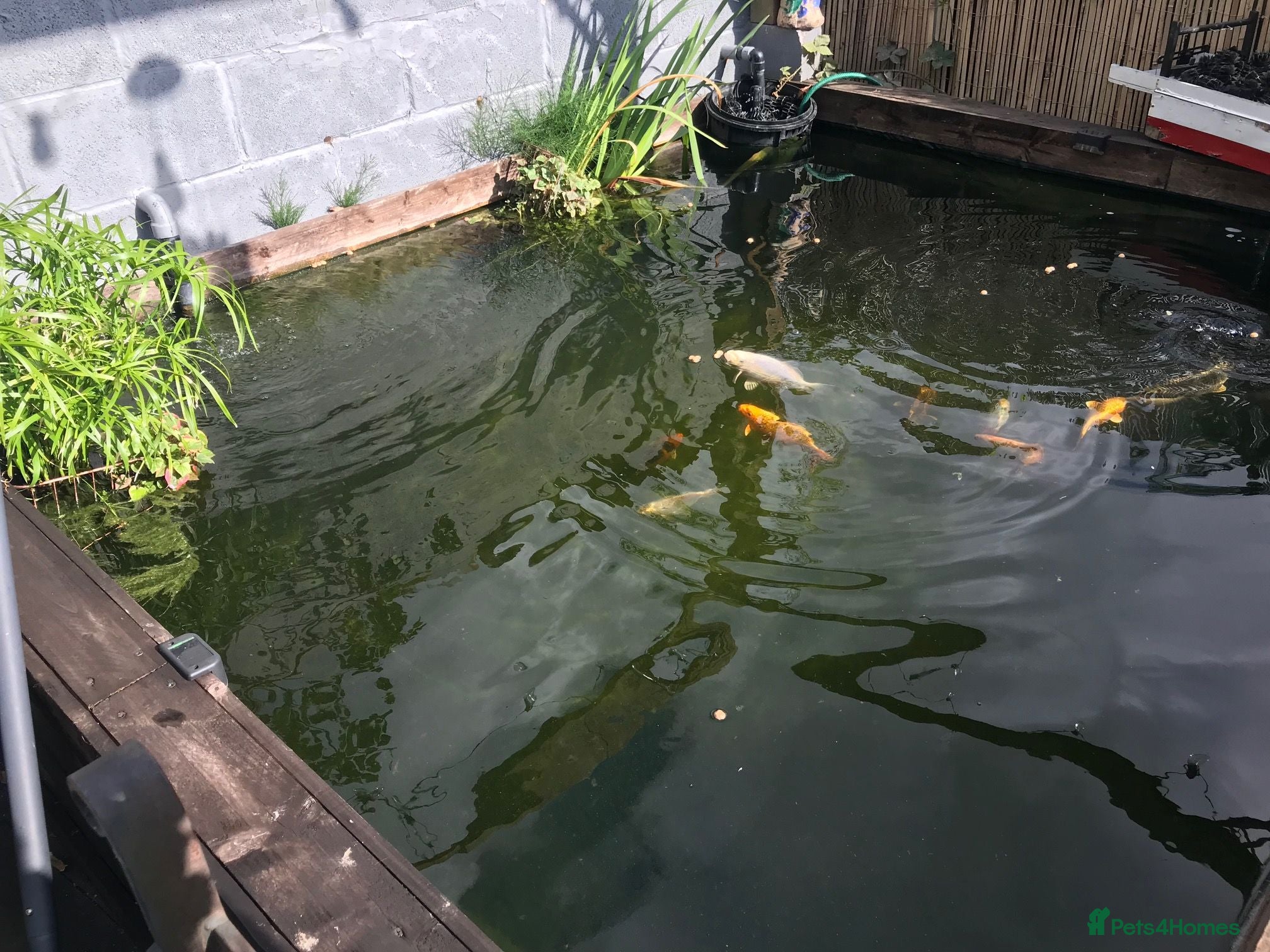 Koi Carp fish Koi Carp & Chargoi Fingerlings Approx 1"- 1.5" £3 - Advert 1