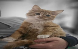 Mixed Breed cats for sale: Beautiful 10 week old kittens  - Advert 7