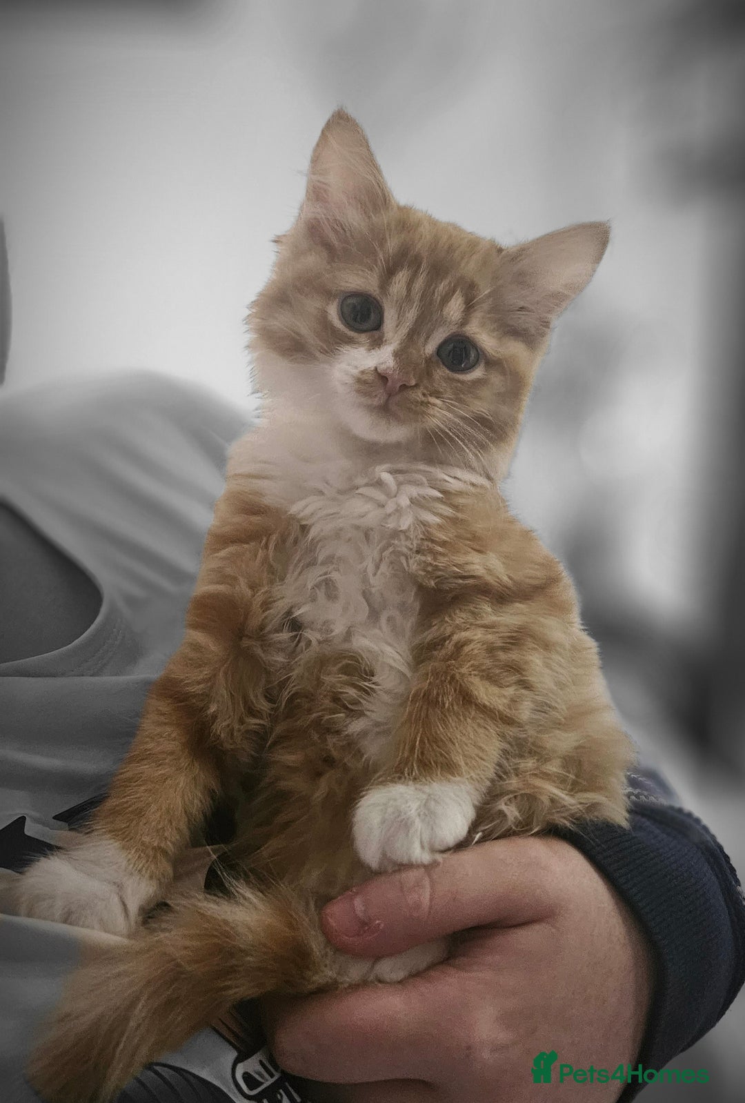 Mixed Breed cats for sale: Beautiful 10 week old kittens  - Advert 7