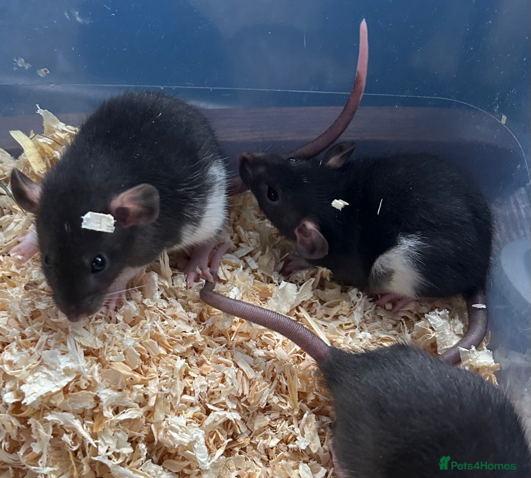 Rat rodents for sale: Beautiful baby rats for sale  - Advert 2