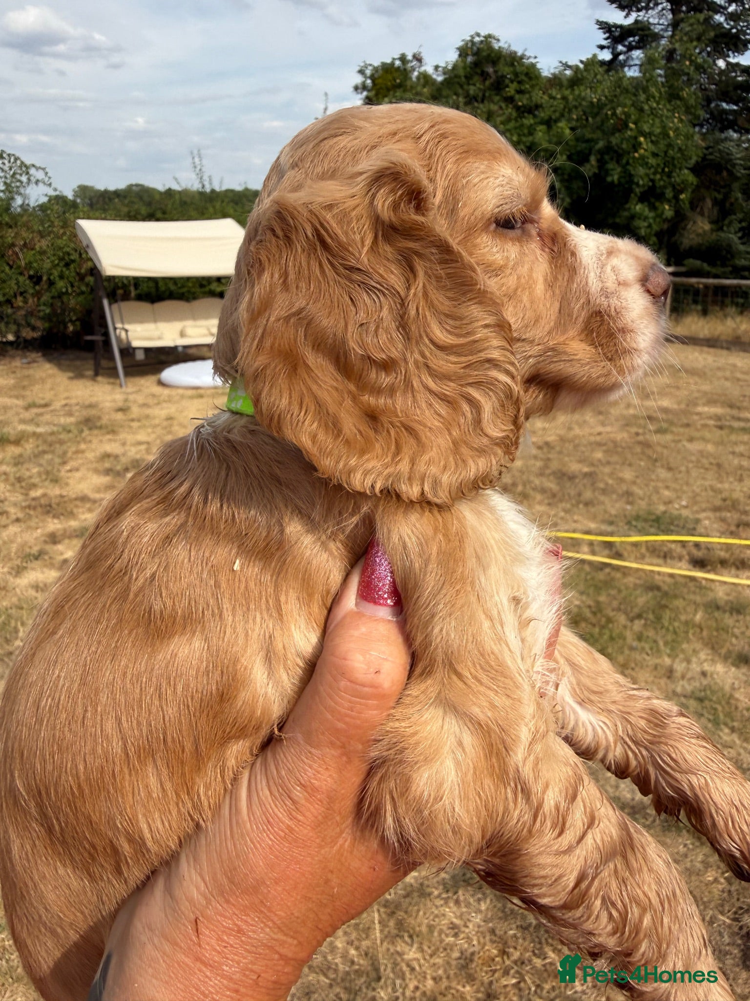 Cocker Spaniel dogs KC Working Cocker Spaniel Puppies - Advert 10