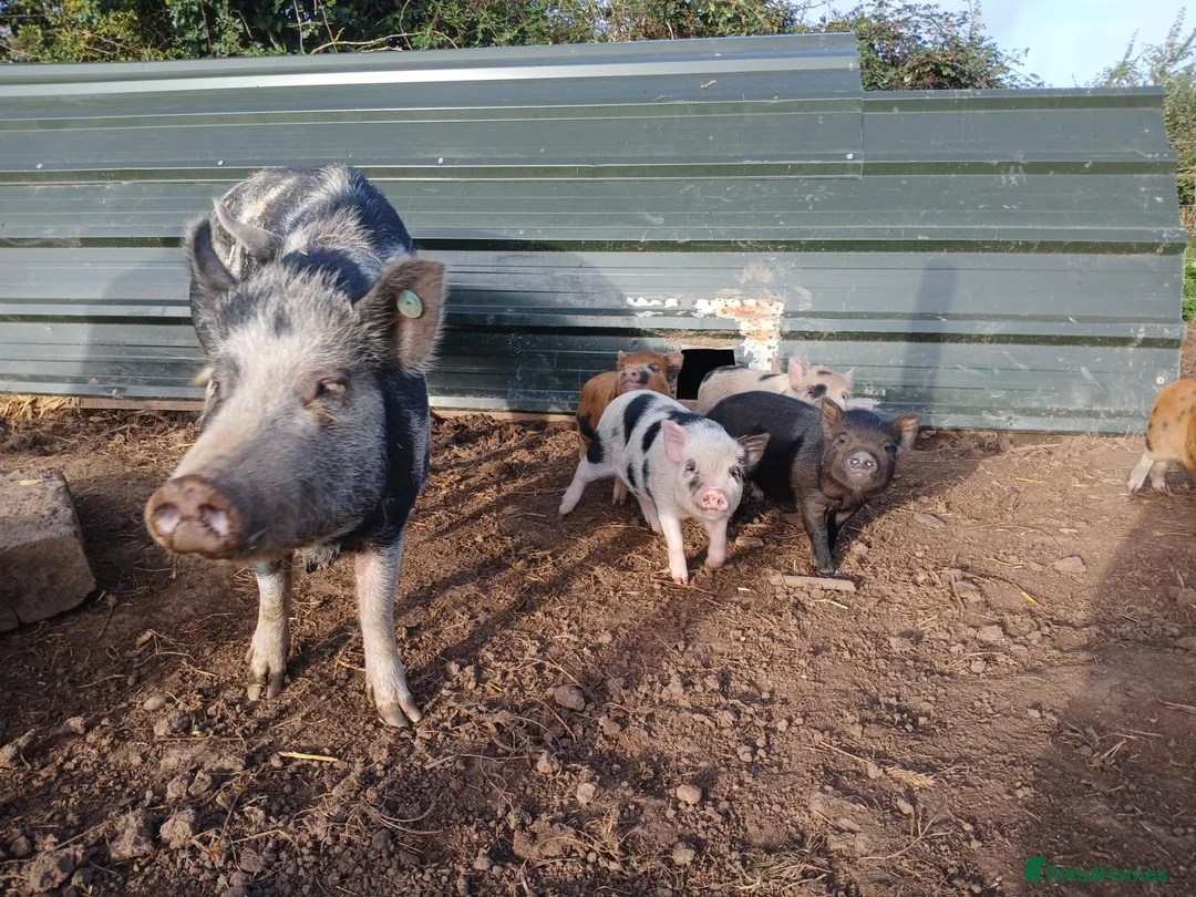 Pig livestock for sale: Beautiful mini pigs - Advert 4