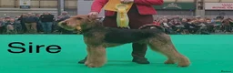 Airedale Terrier dogs for sale: 🌟 One Girl Available 🌟  - Advert 13