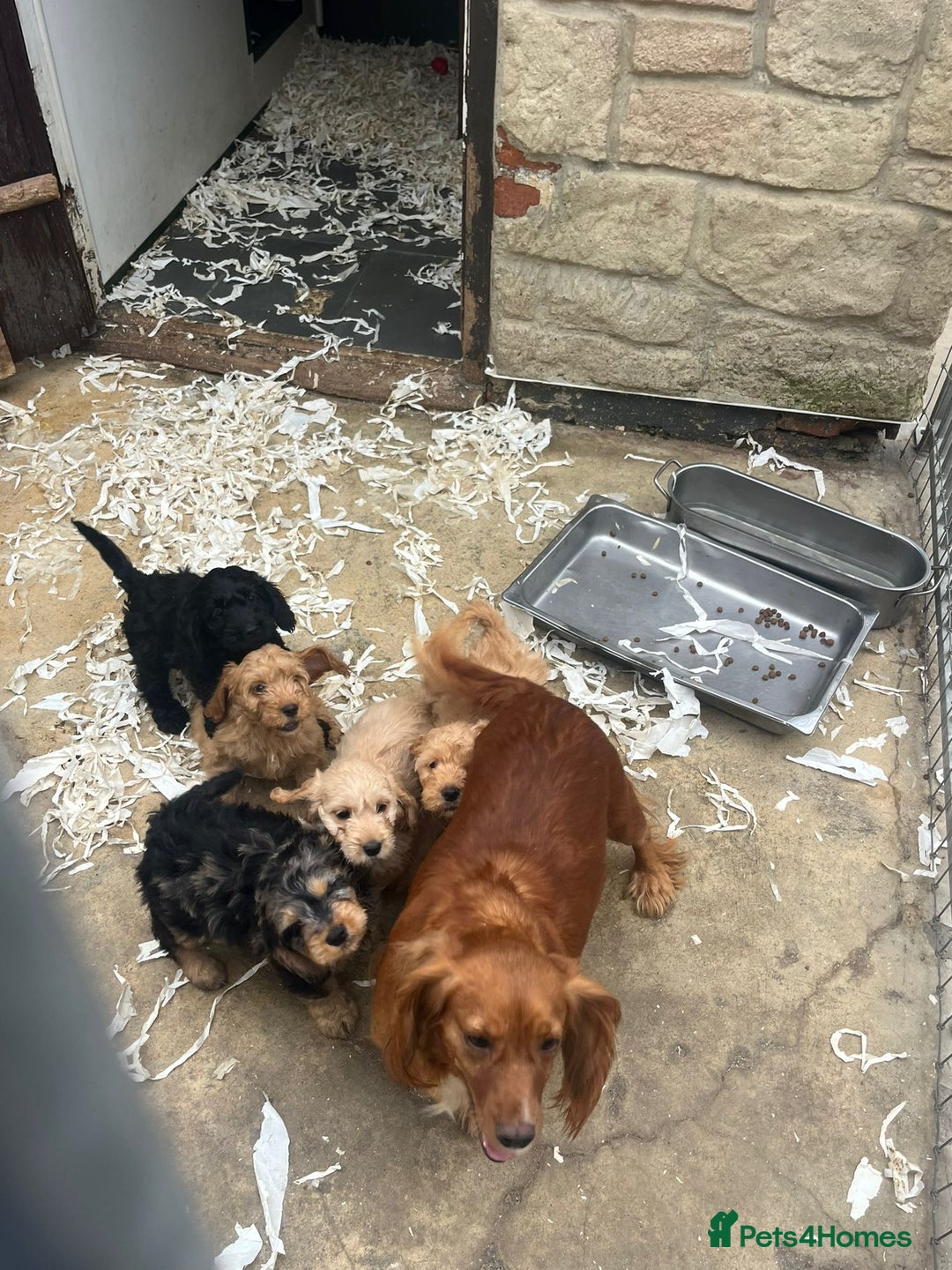 Cockapoo dogs for sale: Cockapoo puppies - Image 4