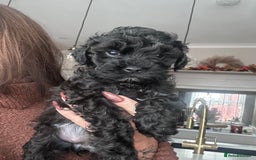 Cavapoo dogs for sale: F1 TOY CAVAPOOS ‘ONYX’ HEALTH TESTED - Image 15